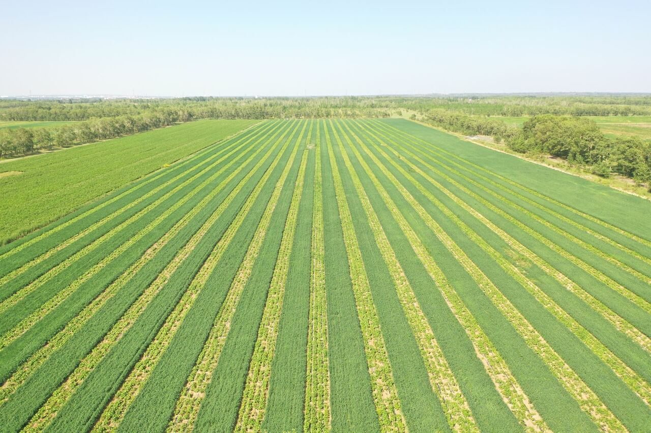 Legumes matter: quantifying to what extent legumes benefit rotations