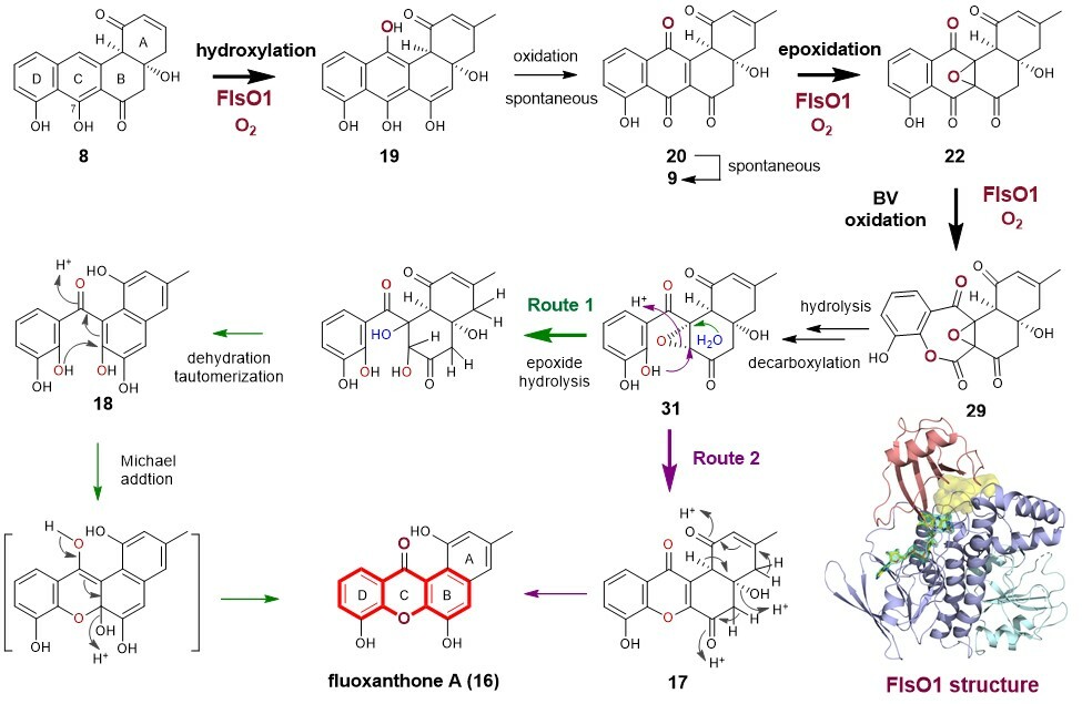 Unveiling the enzymatic mechanism for xanthone formation in actinomycetes
