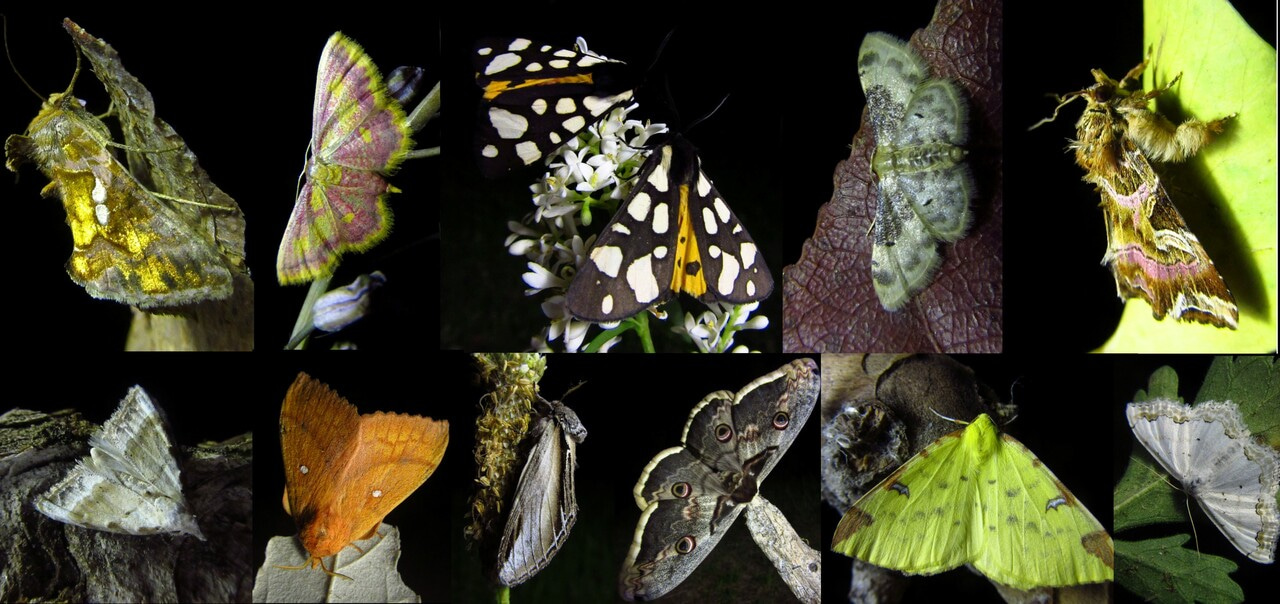 Too hot to persist – Moth diversity is sensitive to increasing temperatures and drought under climate change