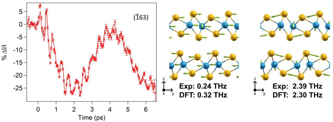 In-phase atomic vibrations as a pathway to modulate the electrical properties in  a compensated semimetal