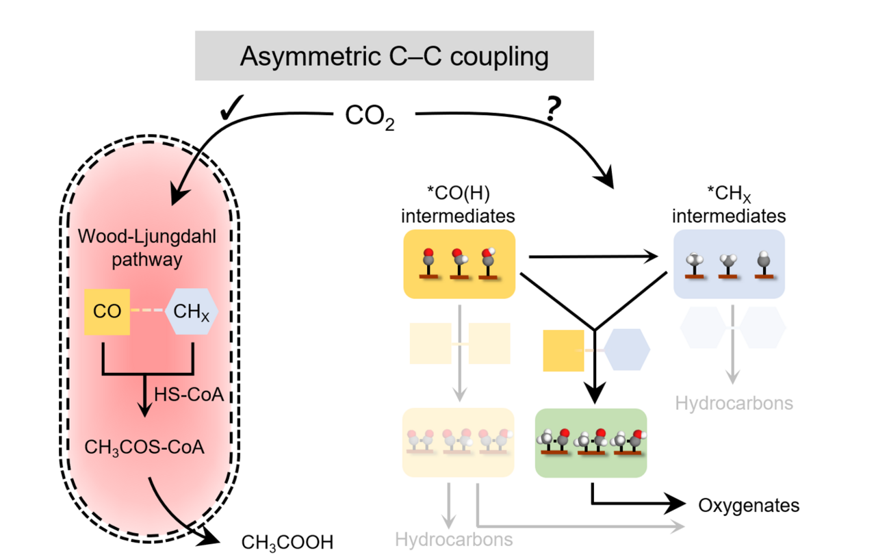 Bacteria do asymmetric coupling in CO2 fixation, but can inorganic catalysts do it?