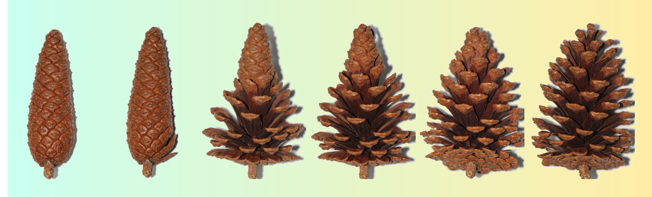 Unperceivable motion mimicking hygroscopic geometric reshaping of pine cones