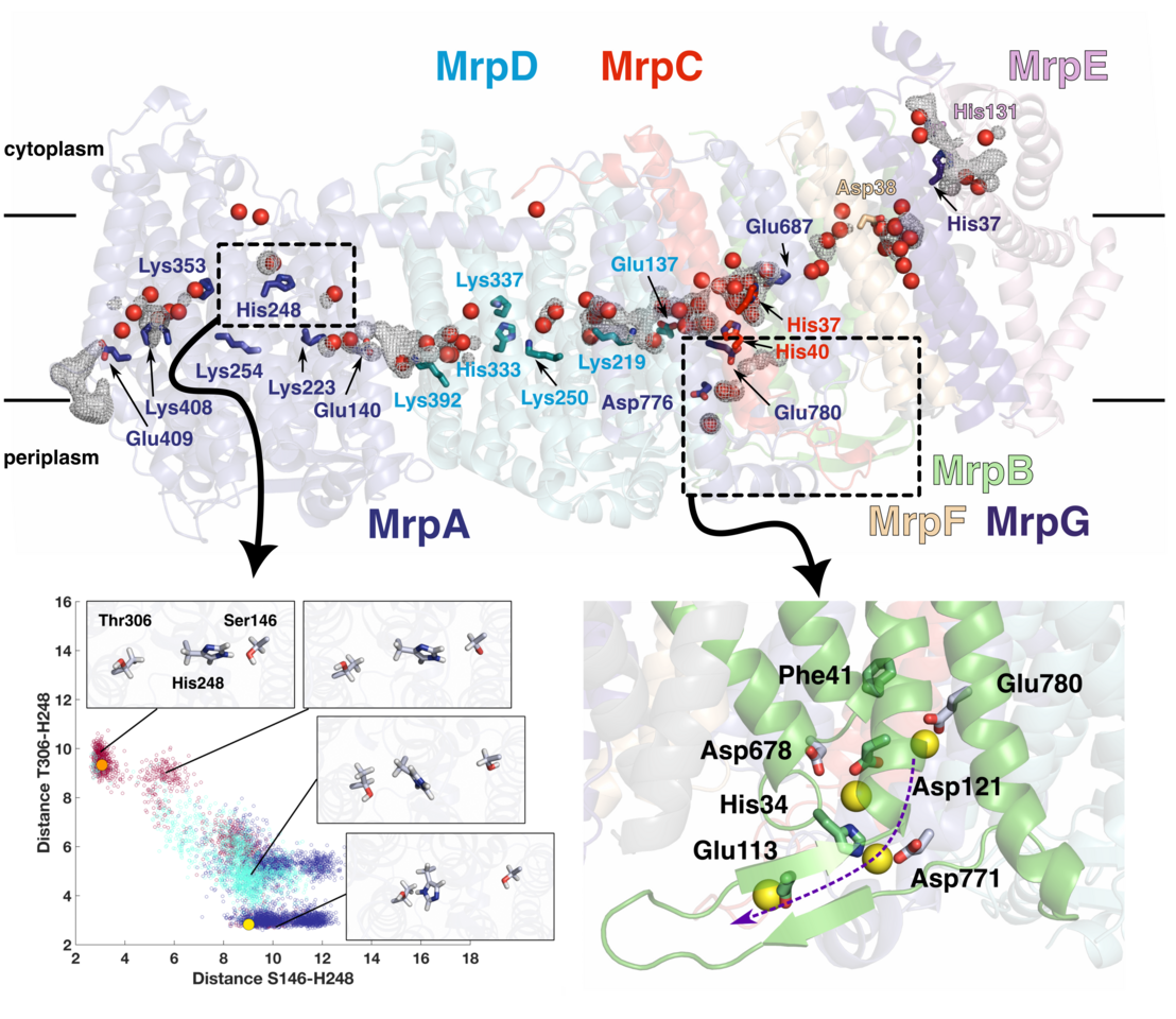 Ion transfer mechanisms in Mrp-type antiporters from high resolution cryoEM and molecular dynamics simulations