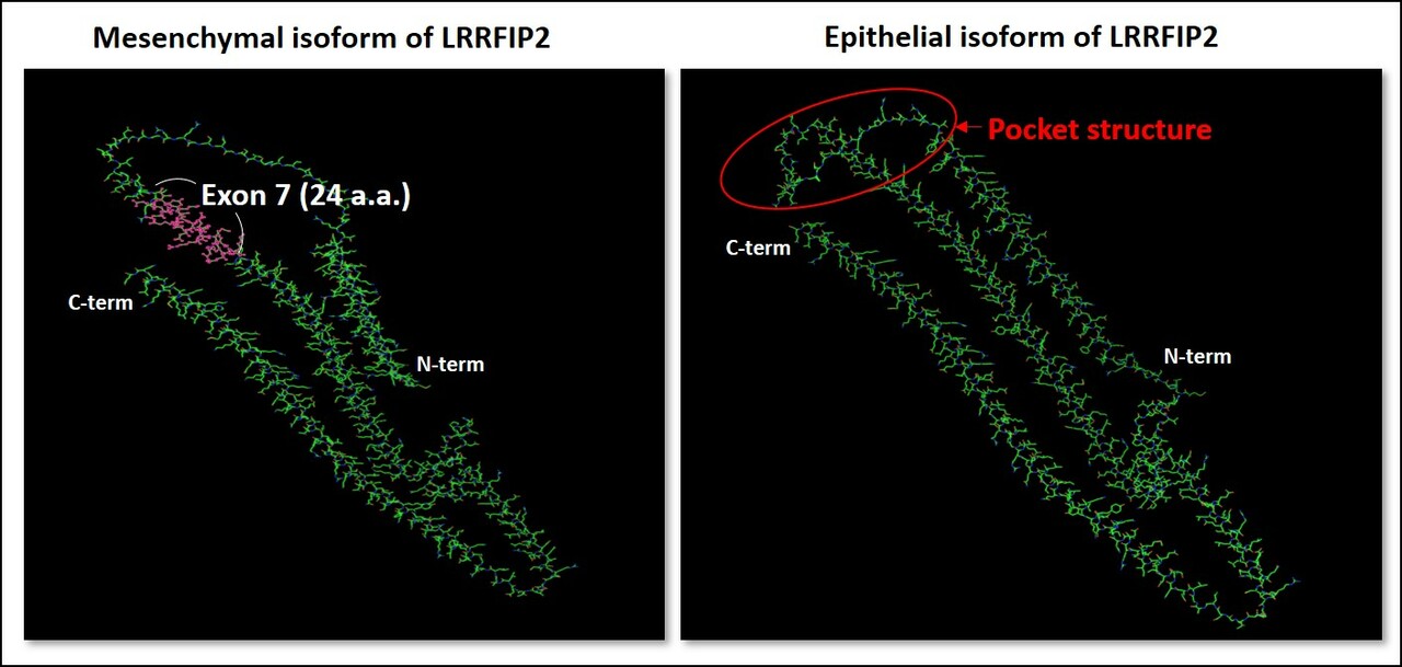 Jekyll and Hyde functions of LRRFIP2 isoforms: The Two Faces of Alternative Splicing Isoforms in Cancer Metastasis