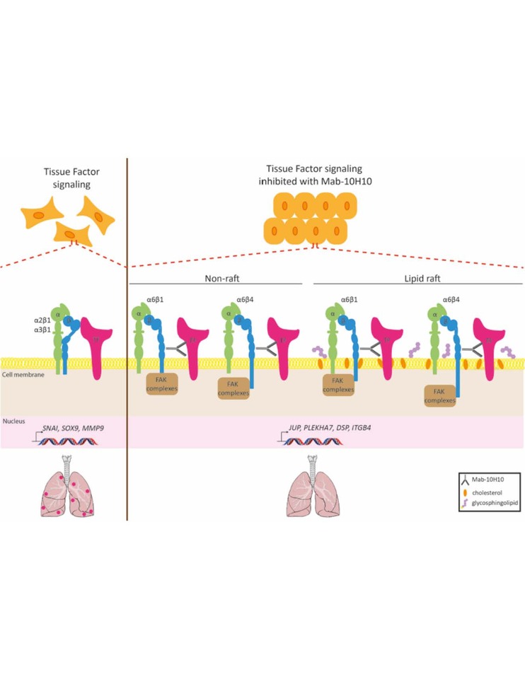 Integrin regulation by tissue factor promotes cancer stemness and metastatic dissemination in breast cancer