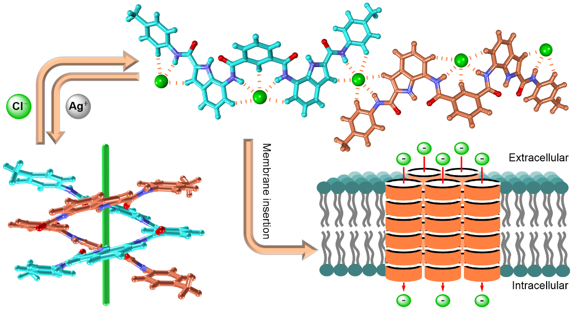 Reversible unwinding-rewinding of bis(indole) double helix to chloride-coordinated supramolecular channel