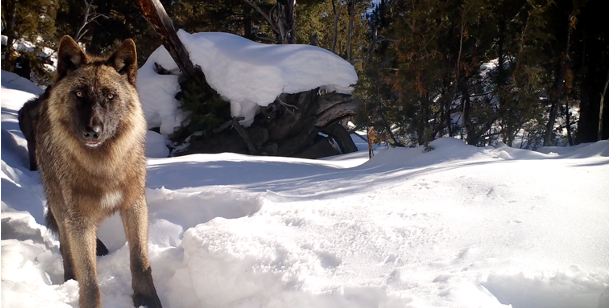 Parasitic infection manipulates intermediate host behaviour in a social carnivore