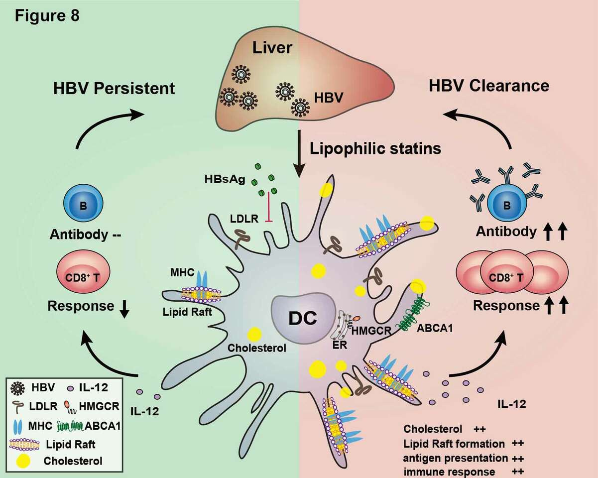 Cholesterol accumulation on dendritic cells reverses chronic hepatitis B virus infection-induced dysfunction