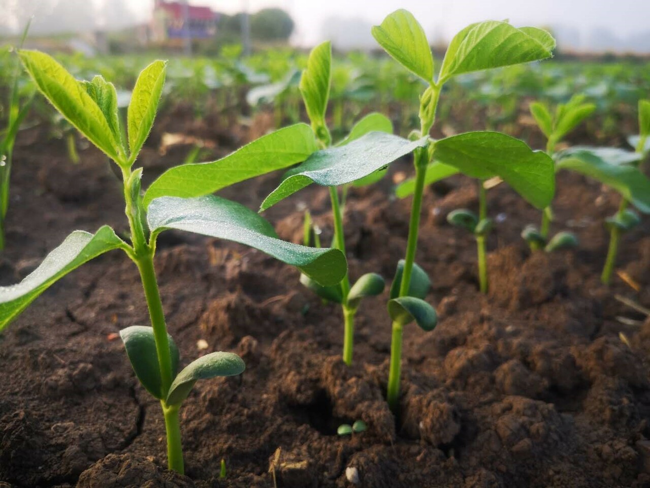 Dt2, a star gene, determines branching in soybean