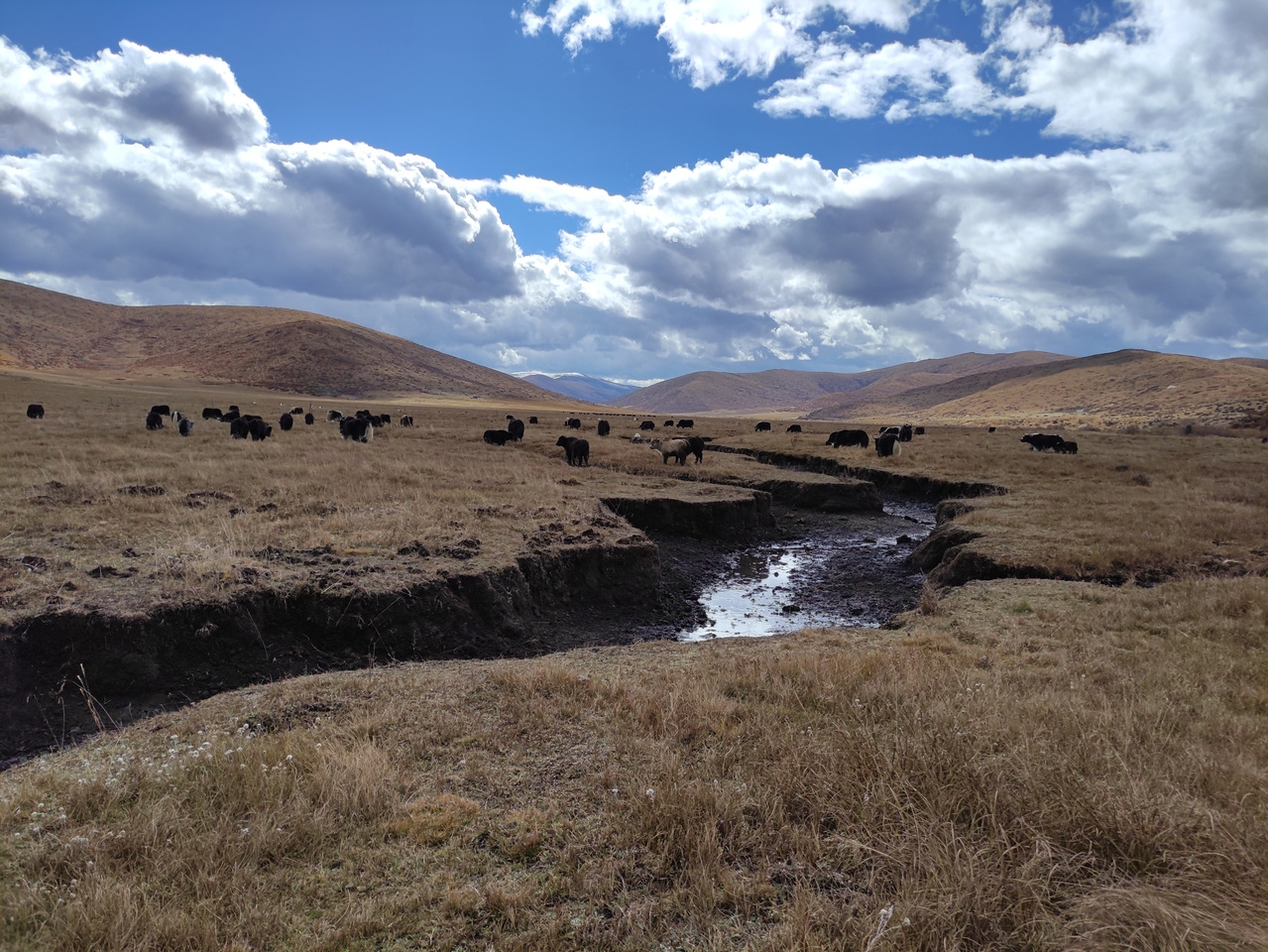 Critical importance of conserving (near)pristine peatlands and restoring drained peatlands for climate change mitigation