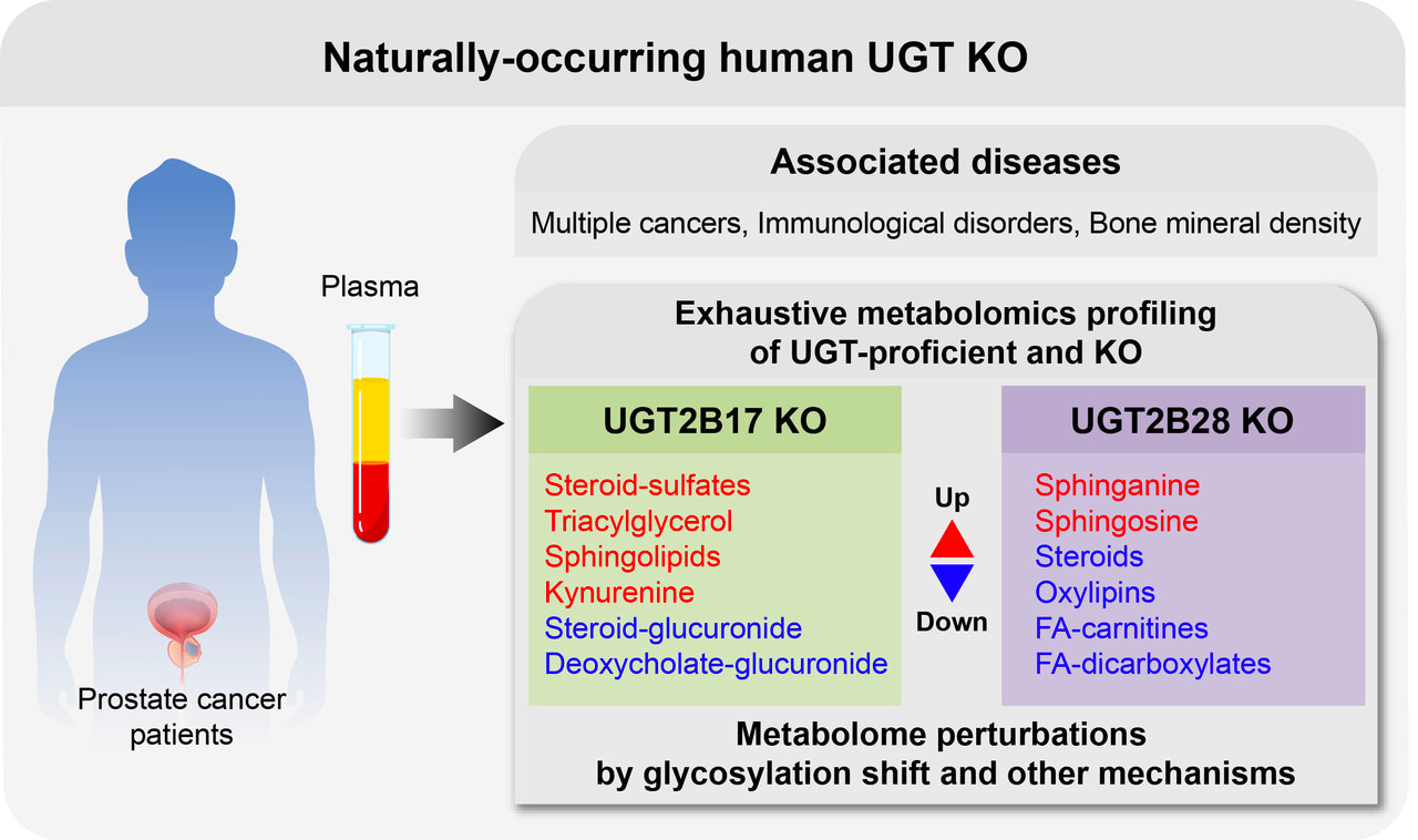 Deciphering gene functions with human knockouts