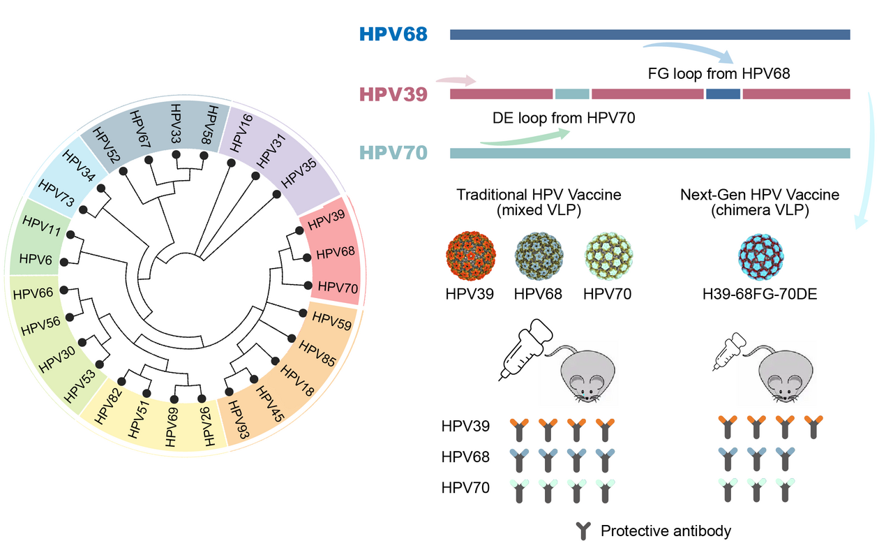 Characterization of an Escherichia coli-derived triple-type chimeric vaccine against human papillomavirus types 39, 68 and 70