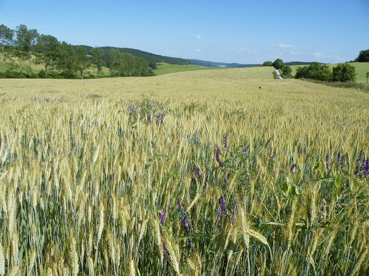 Iron Curtain and farmland biodiversity