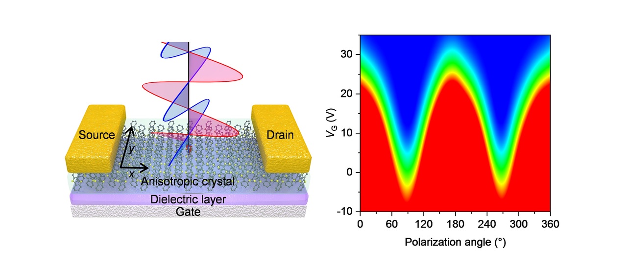Anisotropic charge trapping in phototransistors unlocks ultrasensitive polarimetry for bionic navigation