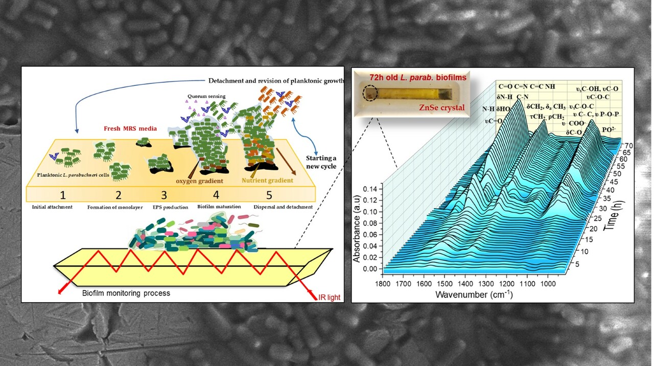The insightful fusion of chemistry and microbiology to understand Lentilactobacillus parabuchneri biofilms