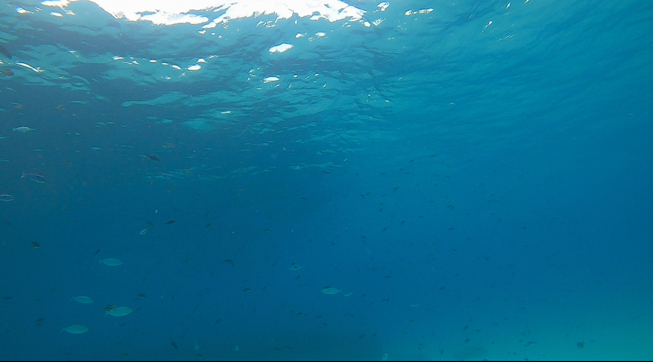 Global patterns of sea surface climate connectivity for marine species