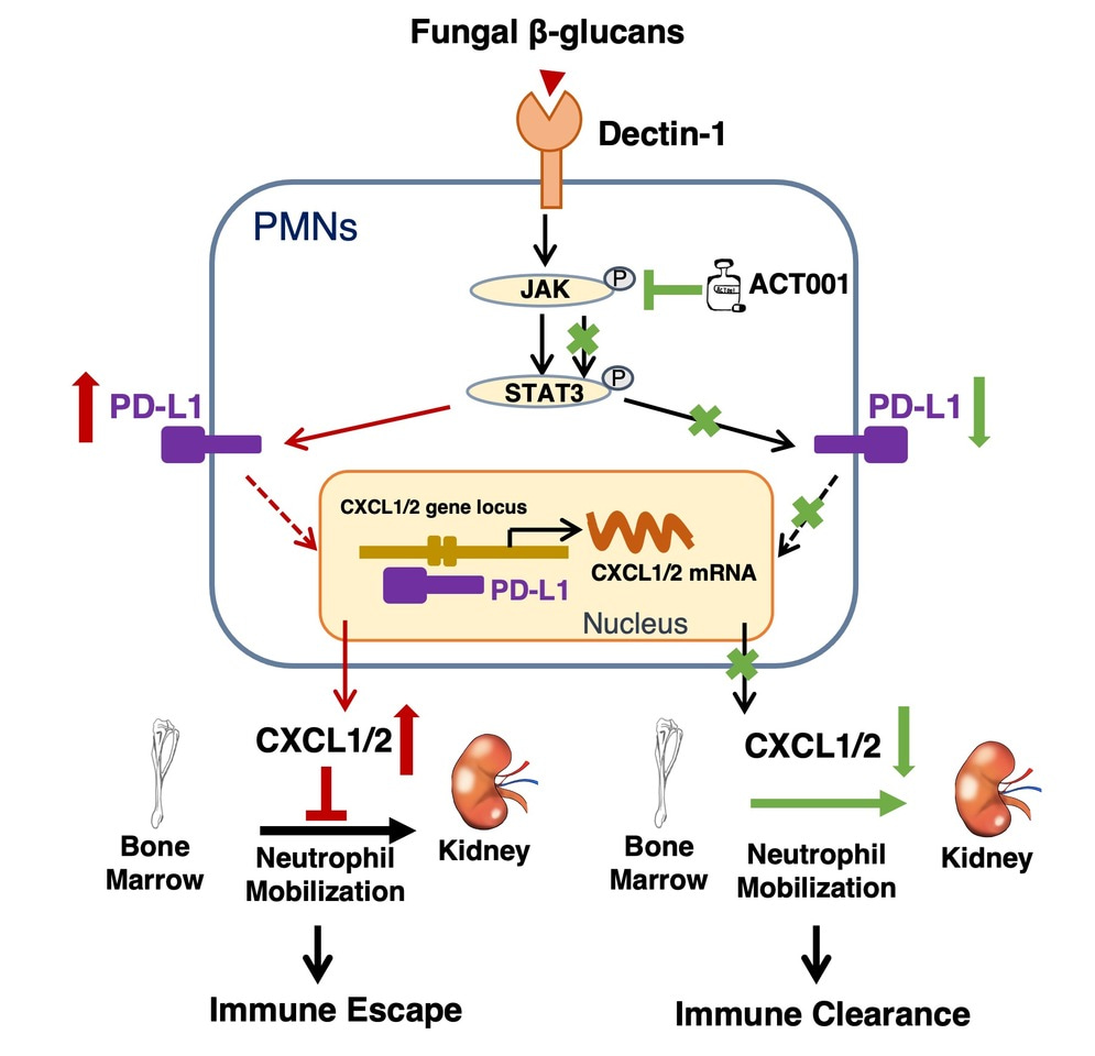 PD-L1 negatively regulates antifungal immunity by inhibiting neutrophil release from bone marrow