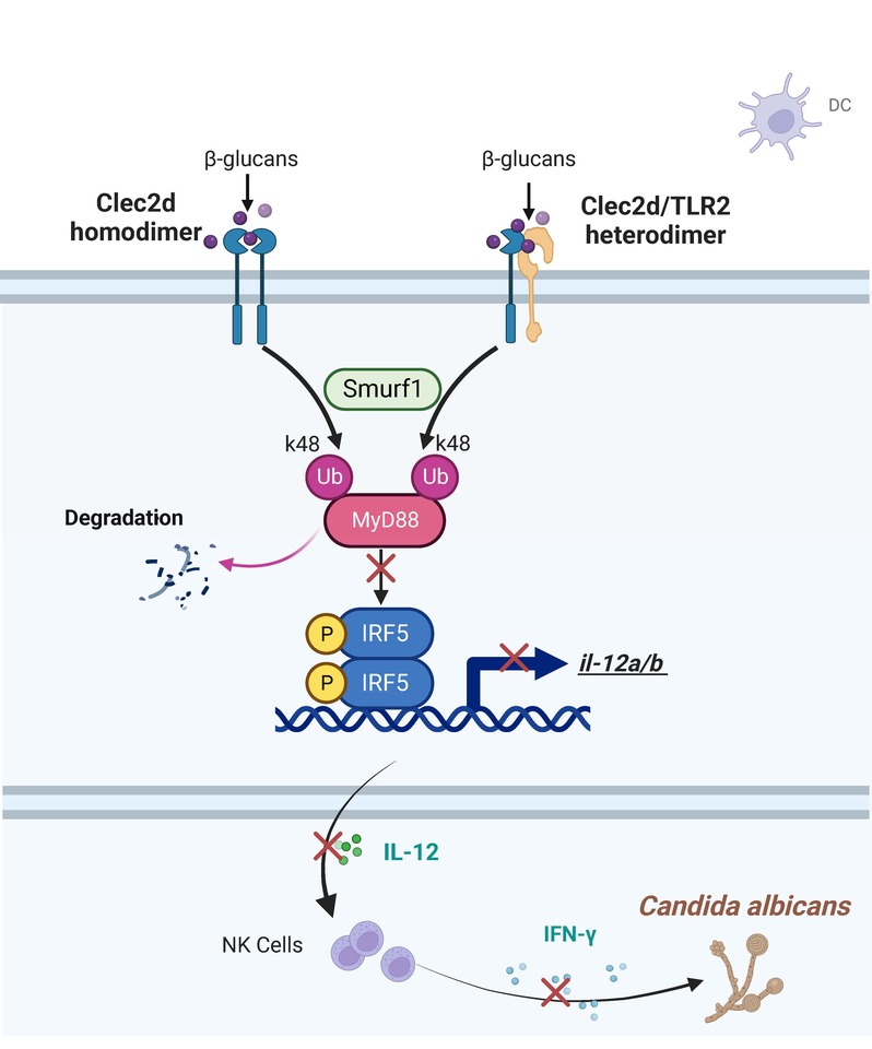 C-type lectin receptor 2d forms homodimers and heterodimers with TLR2 to negatively regulate IRF5-mediated antifungal immunity