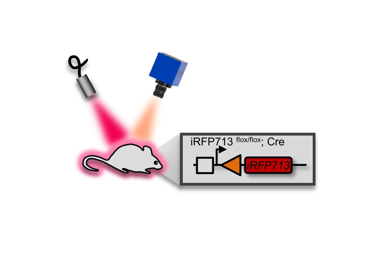 Seeing clearer and deeper? Not enough… We can even observe much longer!