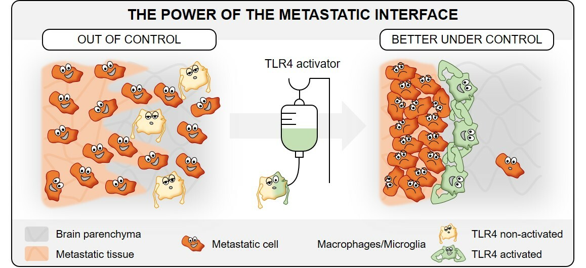 TLR4 a potential therapeutic target in brain metastasis