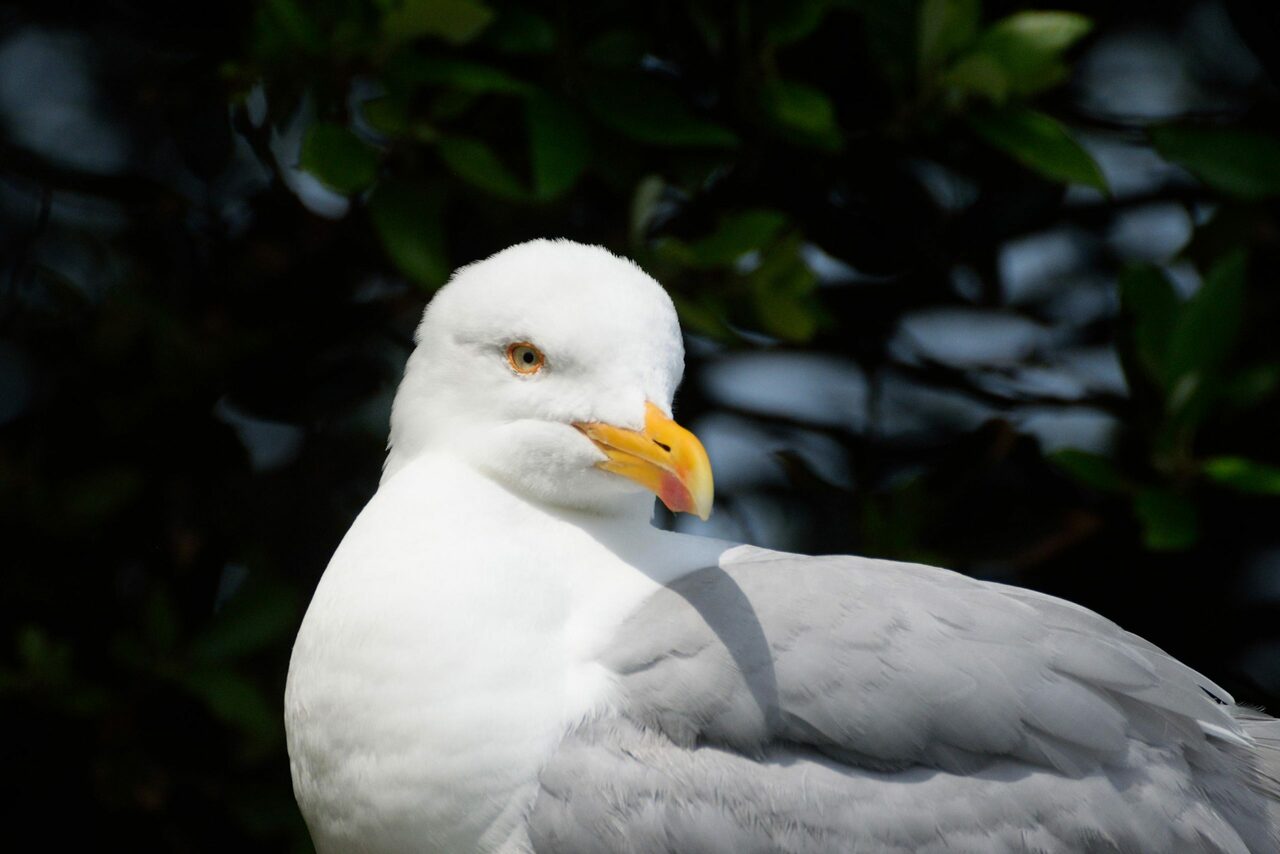 Why do gulls have grey wings?