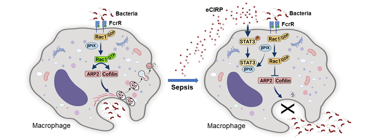 Extracellular CIRP dysregulates macrophage bacterial phagocytosis in sepsis