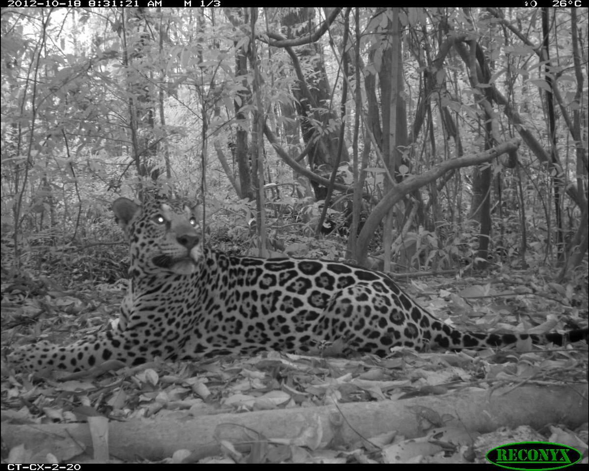 When tropical mammals are active and why?