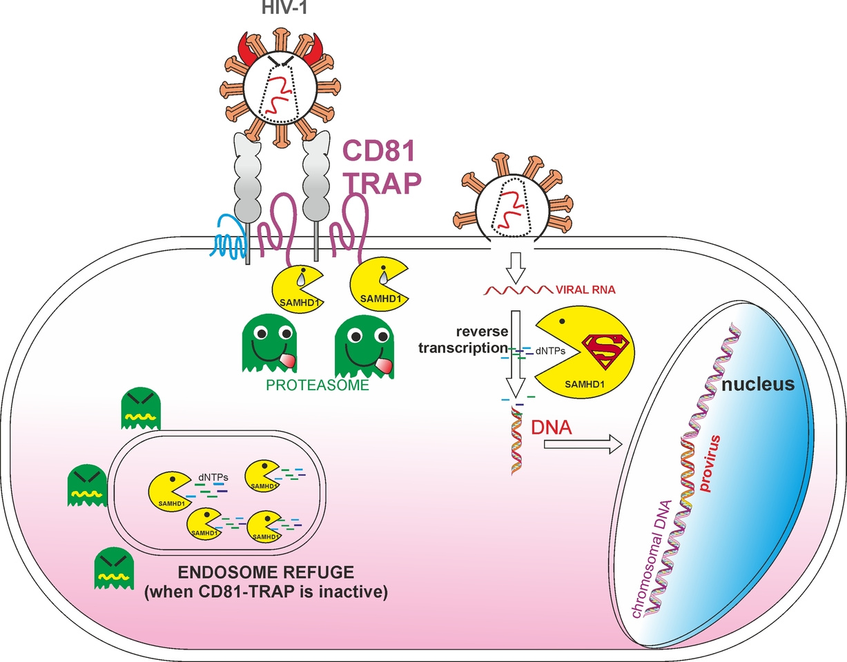 CD81 and SAMHD1 in the dNTP battle against HIV-1