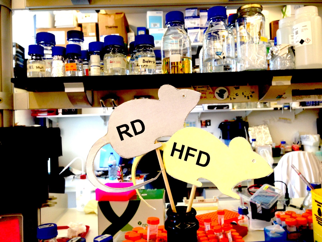 Tell me what you eat… during a malaria infection!