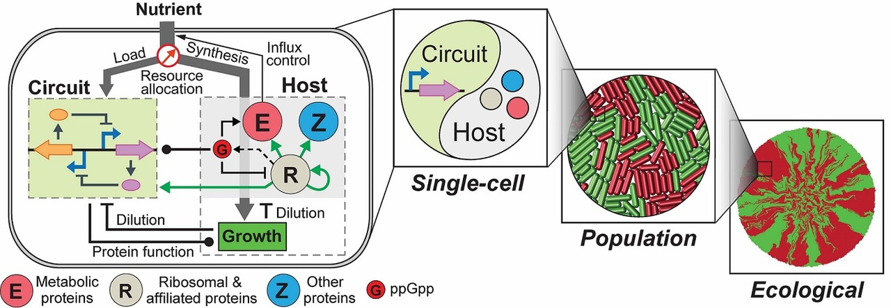 Building a predicative tool for synthetic gene networks 