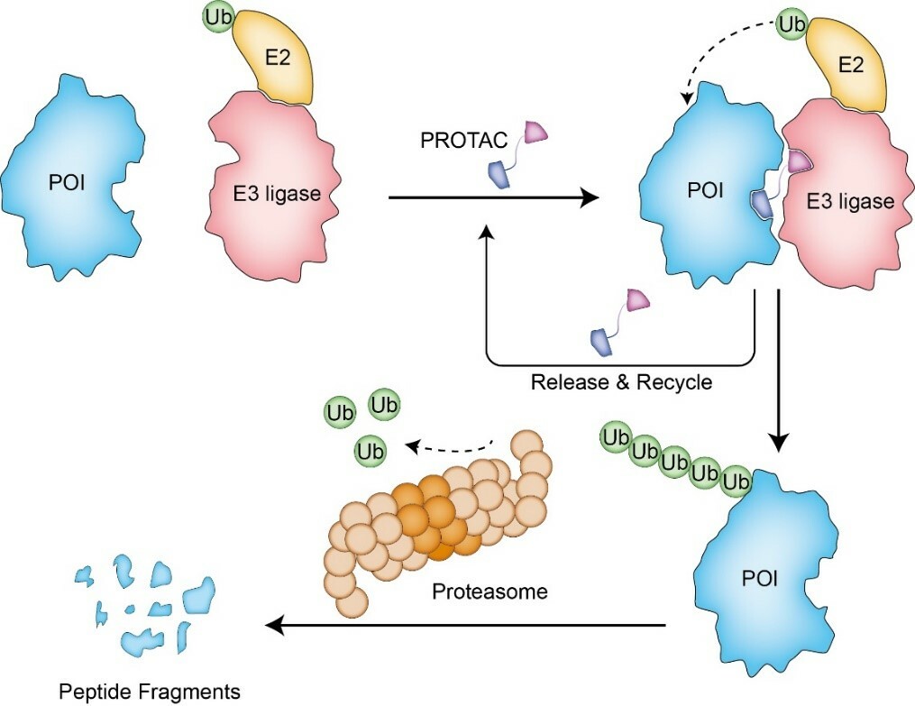 DeepPROTACs is a deep learning-based targeted degradation predictor for PROTACs
