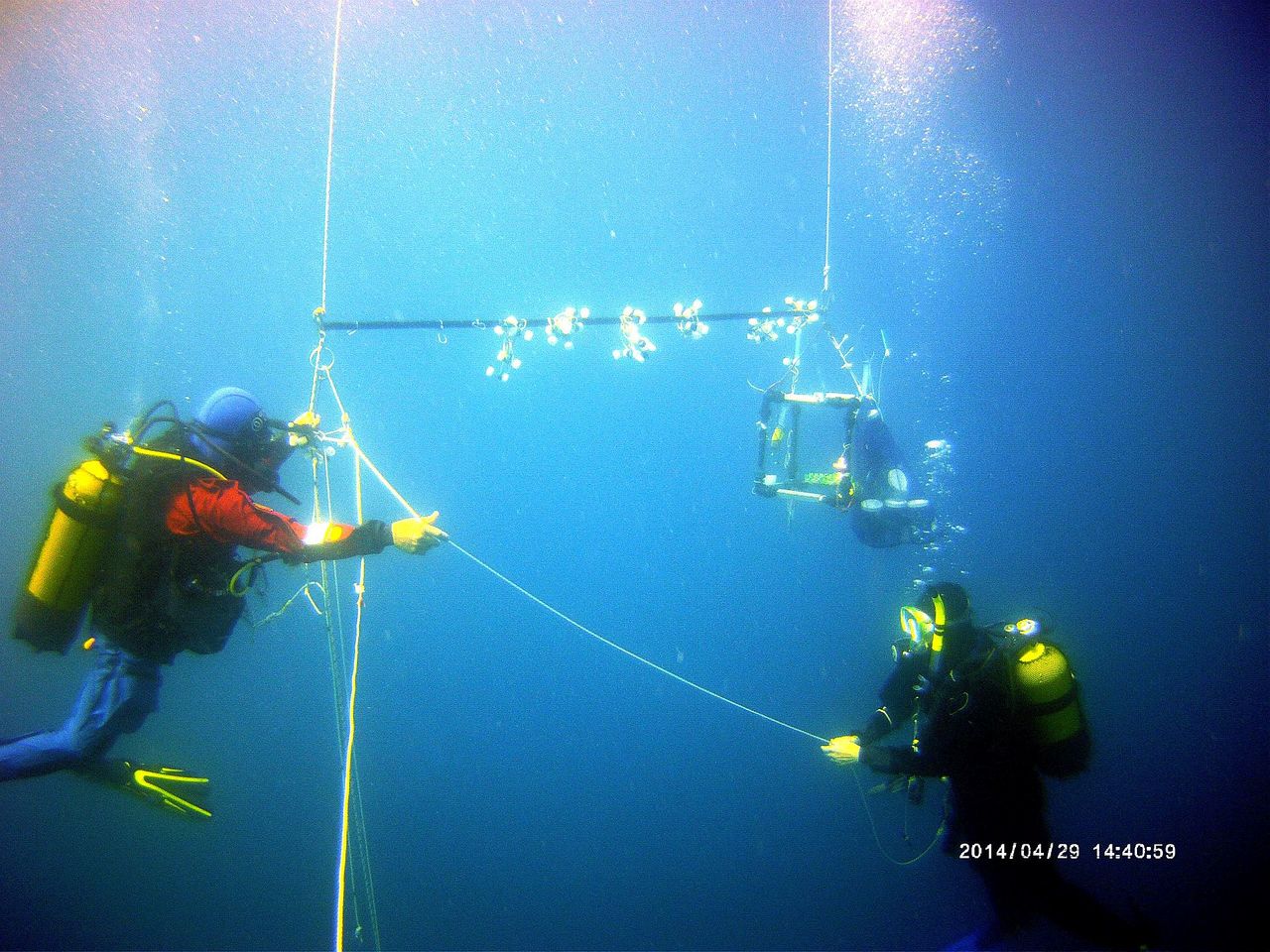 Teflon bacteria: marine bugs that escape predation