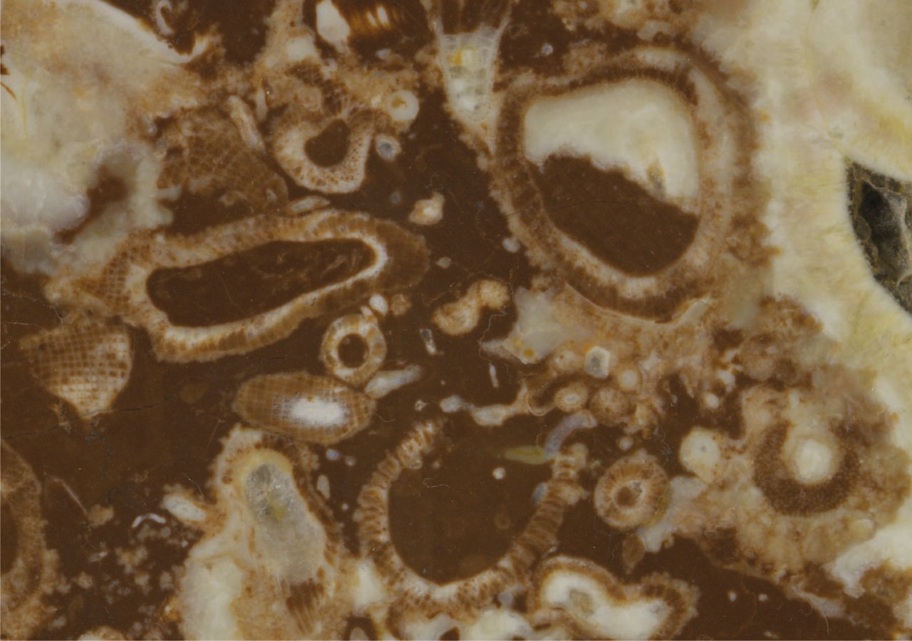 The response of reefs to changes in Cambrian environmental oxygen concentration