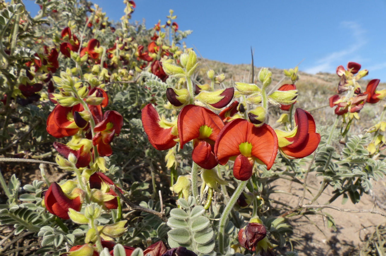 An expert curated global legume checklist improves the accuracy of occurrence, biodiversity and taxonomic data