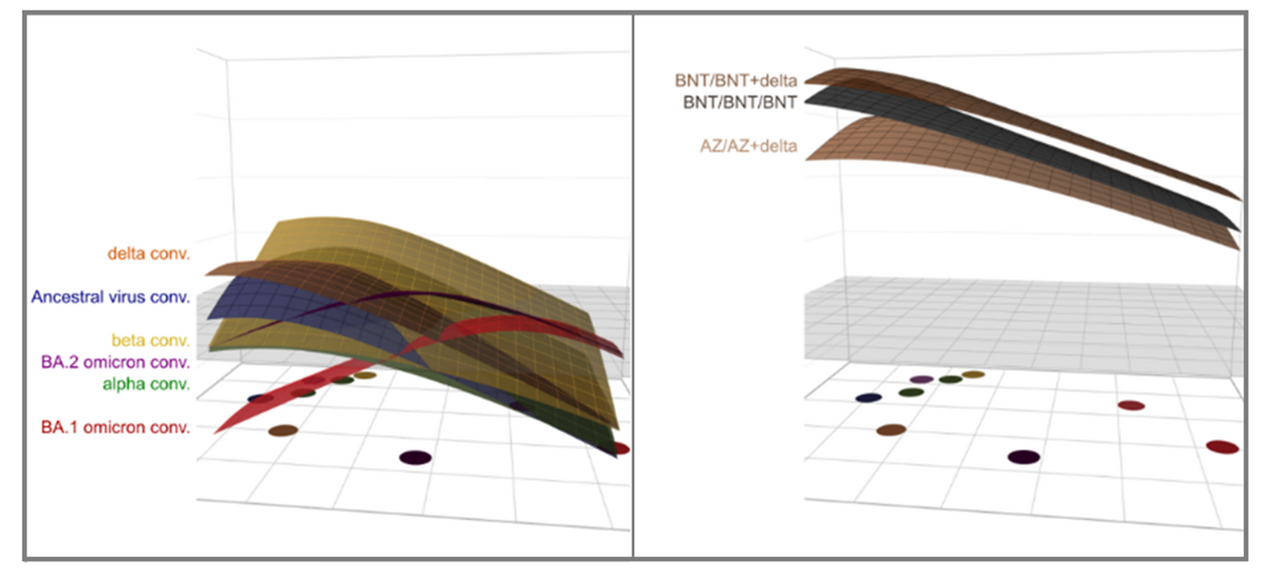 BA.2 and BA.5 omicron differ immunologically from both BA.1 omicron and pre-omicron variants