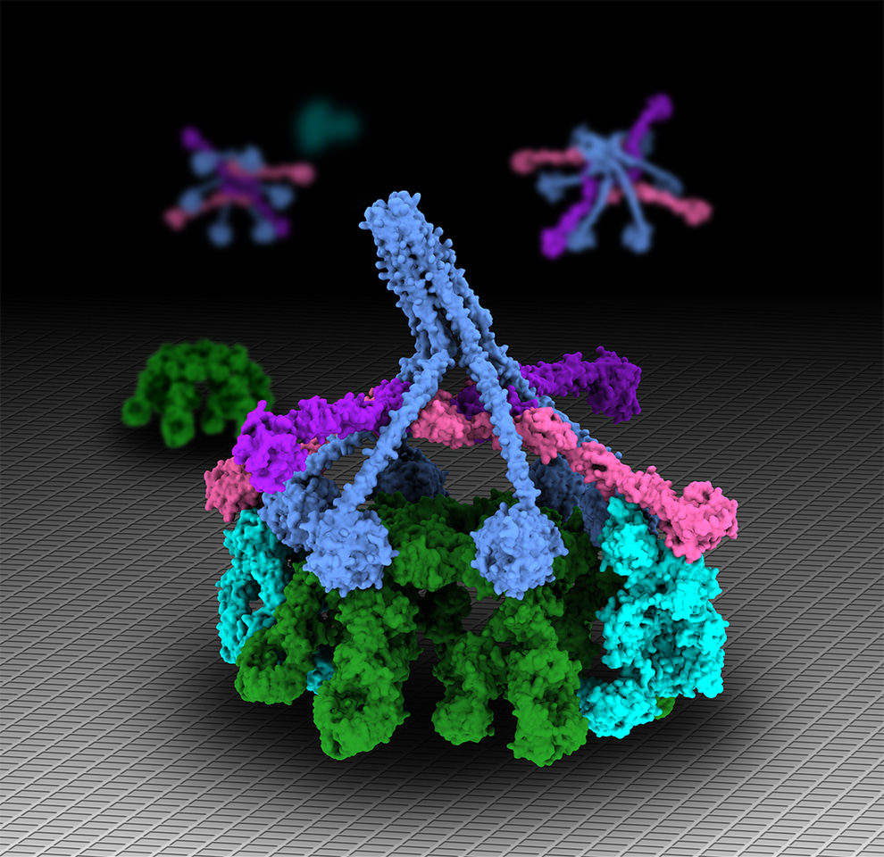 Microbes and Complement Special Issue