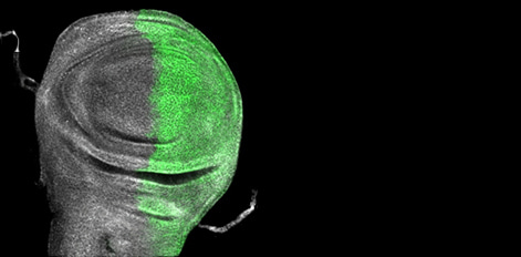 Highlights from FEBS Letters - February