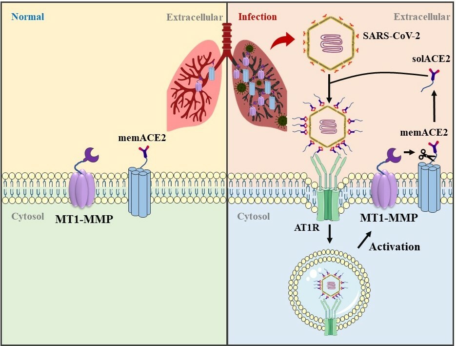 in vivo evidence for soluble ACE2 as an entry receptor of SARS-CoV-2