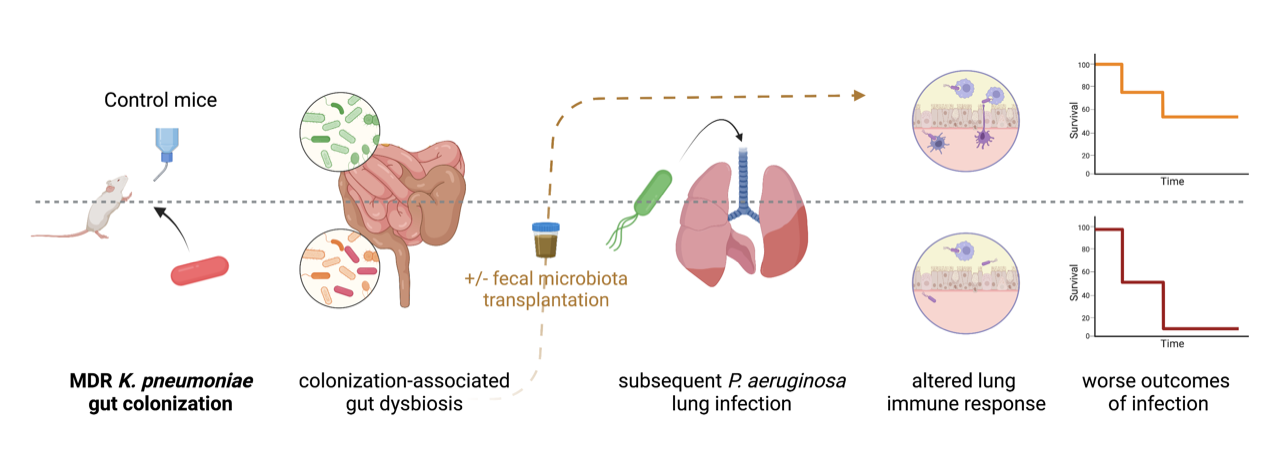 Gut colonisation with multidrug-resistant Klebsiella pneumoniae worsens Pseudomonas aeruginosa lung infection