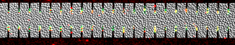 Nanosecond Bacteria Inactivation Realized by Locally Enhanced Electric Field Treatment (LEEFT)