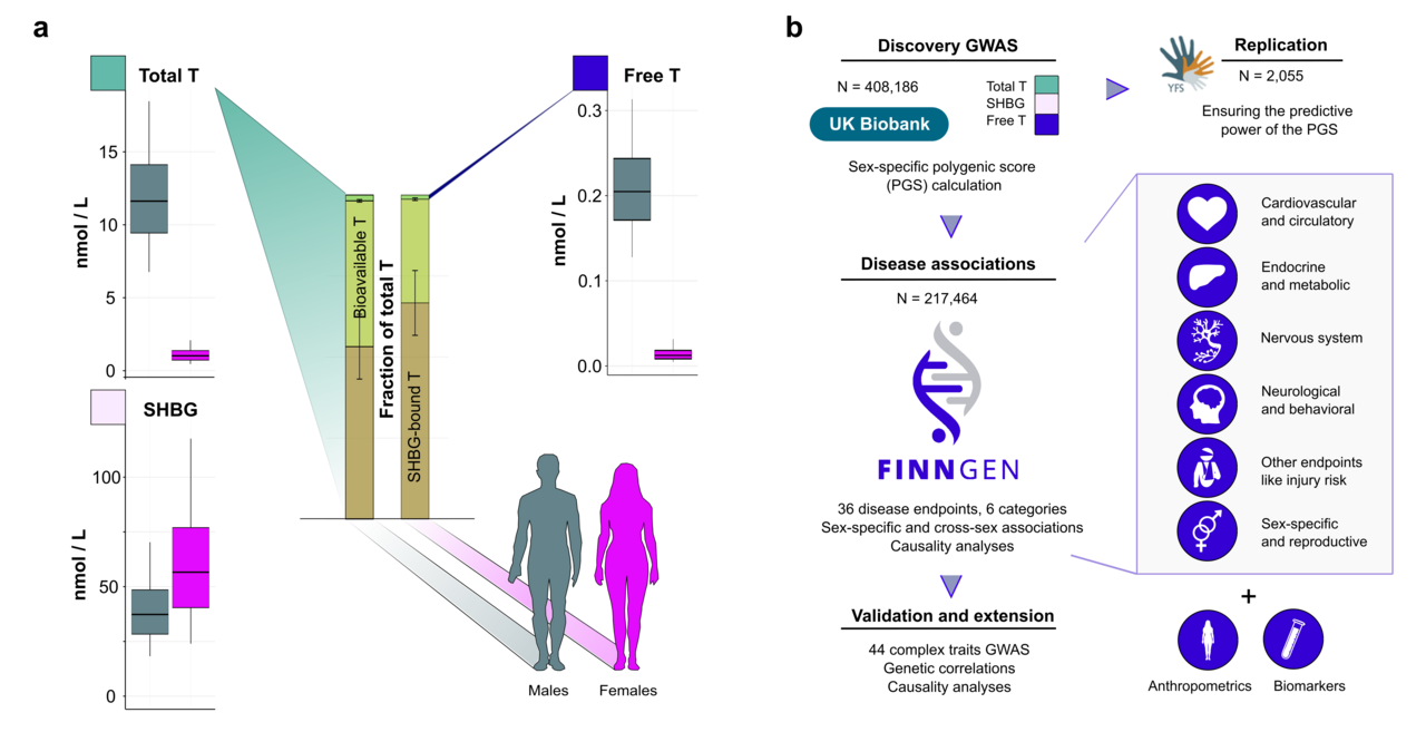 Understanding the Health Impacts of Your Genetically Determined Testosterone Levels