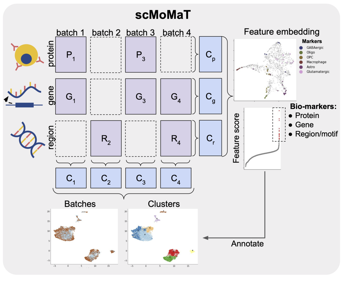 scMoMaT jointly performs single cell mosaic integration and multi-modal bio-marker detection