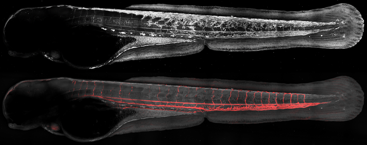 Color nonlinear microscopy probes red blood cells and oxygenation 
