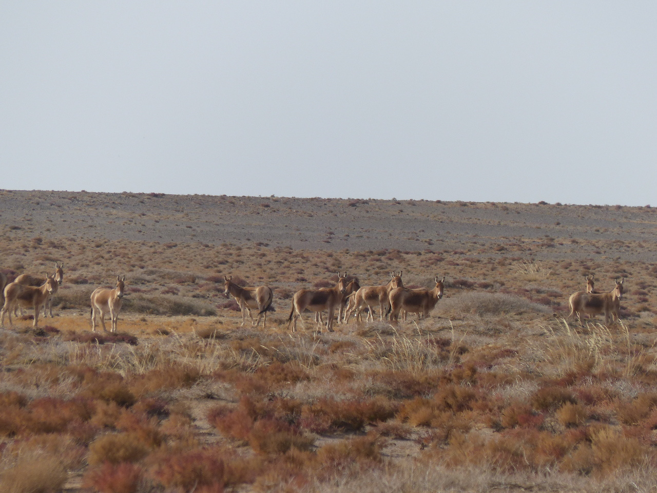 Southern Gobi of Mongolia