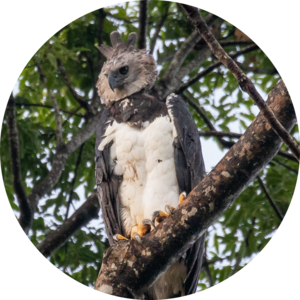 Go to the profile of Alson Ovando