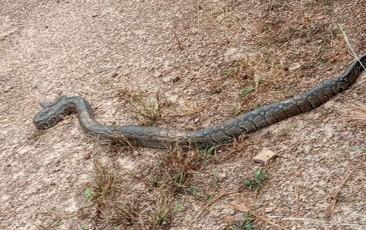 Hi WILDHUB community