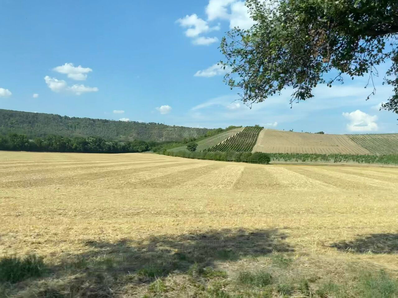 How tree-ring isotopes shed light on the controversy surrounding European droughts 