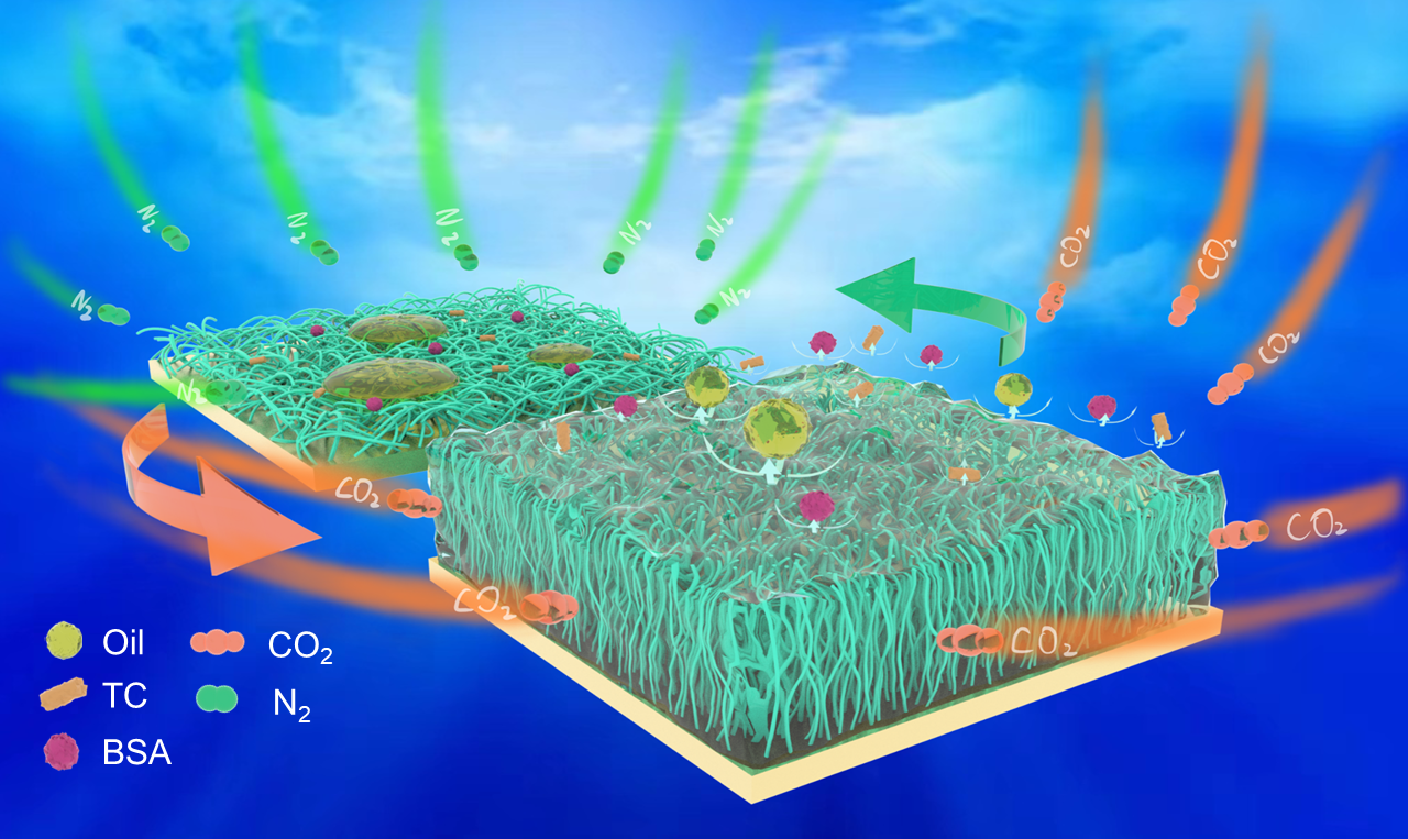 Scalable and switchable CO2-responsive membranes with high wettability for separation of various oil/water systems