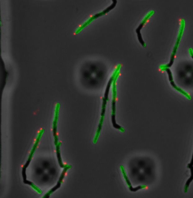 Imaging phage resistance in real time: The role of the Lsr2 protein in phage infection of Mycobacteria is shown using novel microscopy and engineered phages. 