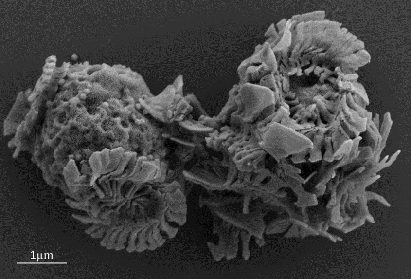 Message in a bubble – Vesicle mediated communication in the ocean